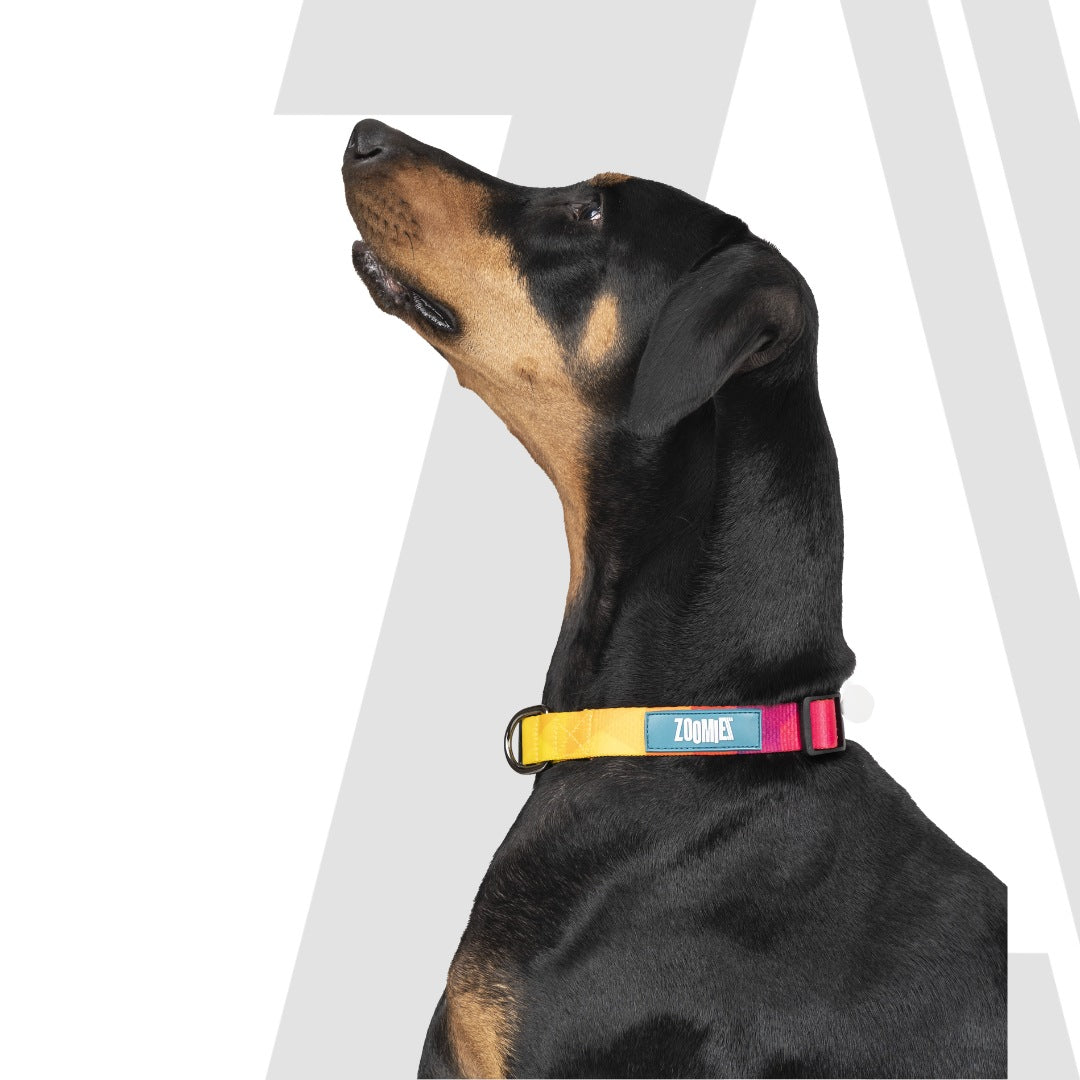 Zoomiez Printed Dog Collar - Solar